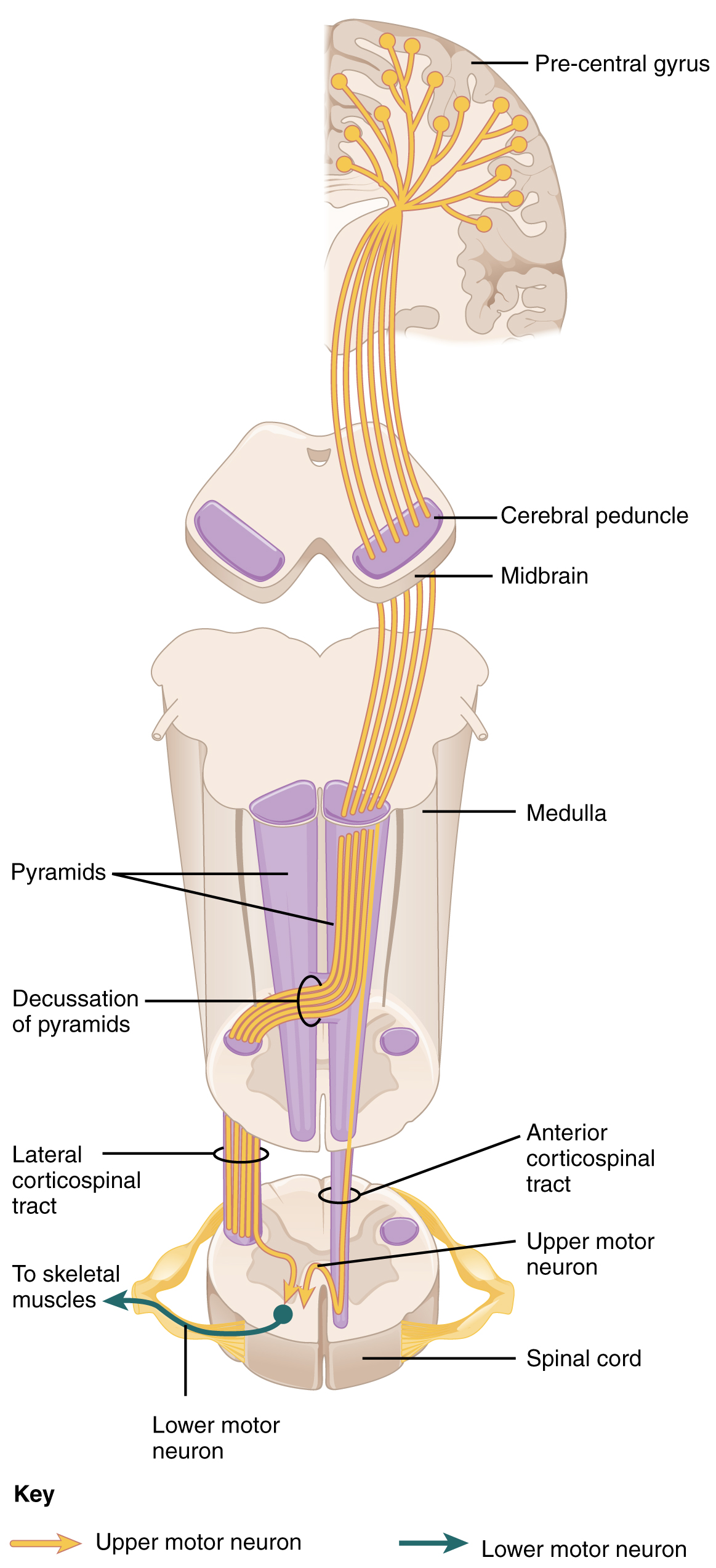 Corticospinal tract1